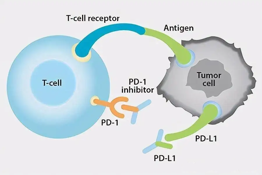 PD-1.png PD-1.png